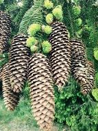 cones on the branch ate