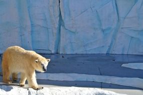 polar bear walking at pond in zoo