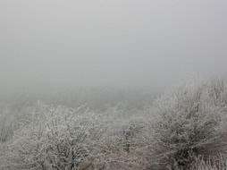 Winter landscape of frozen woods