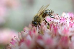 Bee on the stonecrop flower close-up on blurred background