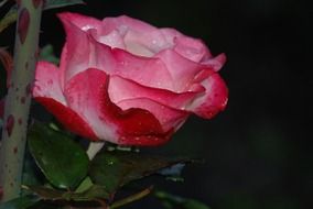 pink rose in water drops