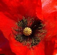 papaver rhoeas poppy