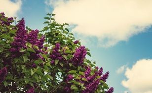 impressive purple flowers