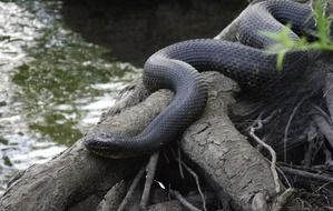 water snake among wildlife