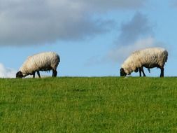 two sheep on a pasture on the North Sea