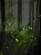 flowers in spring forest