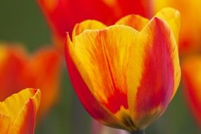 yellow red tulips in spring