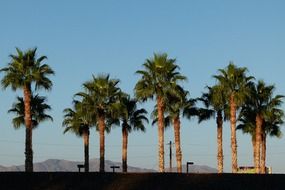 palm trees like a landscape in california