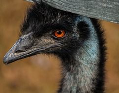 Picture of the emu large bird