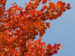 Wilderness autumn tree