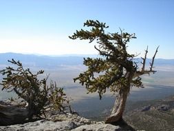 trees in the great basin national park