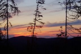 silhouettes of trees on a hill at sunset