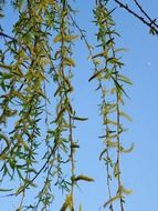 Childish with green leaves against a blue sky