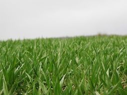 new grass blades on meadow after rain