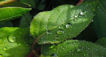 water drops on leaves, macro