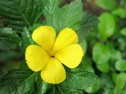 tropical cute yellow flower blossom
