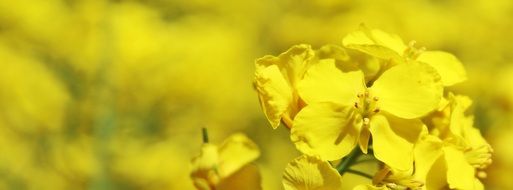 Field of yellow blooming rapeseeds