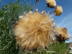 unique plant in france