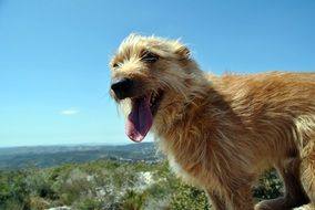 red puppy on green mountain
