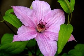 Pink clematis flower at dark background