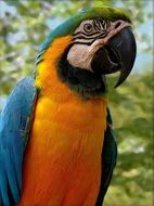 tropical parrot with orange breast