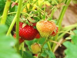 strawberry shrub with berries on a blurred background