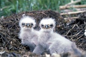 closeup picture of Beautiful cute baby eagles