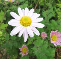 pink and white winter asters