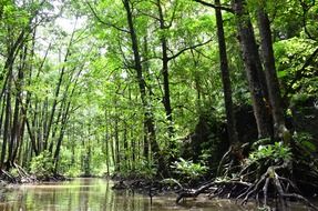 jungle river in palawan