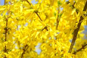 forsythia gold lilac blossom