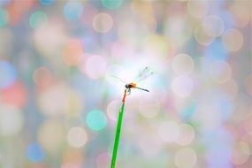 insect on plant on the background of color highlights