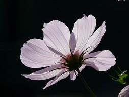 light pink flower on a black background