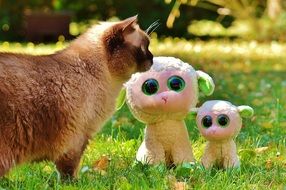 soft toys and british shorthair on the lawn
