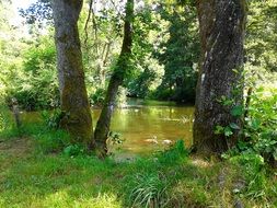 Ronne river in the forest