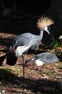 grey crowned crane at the zoo