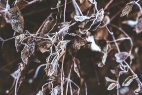 frozen leaves in wintertime