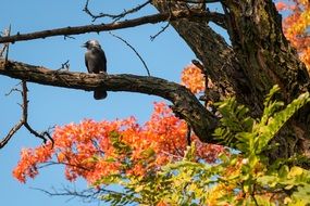 dark bird on a tree in sunny autumn