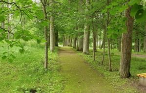 very beautiful latvia forest