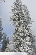 frosty spruce