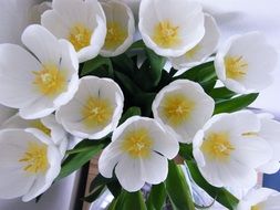 Bouquet of white tulips with green leaves