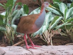 Bird near the plants