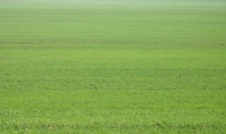exactly cut grass on the lawn