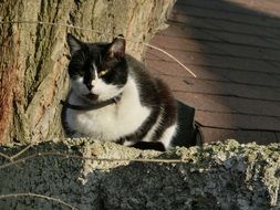 black and white domestic cat