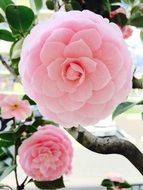 very beautiful spring rosa