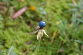paris quadrifolia