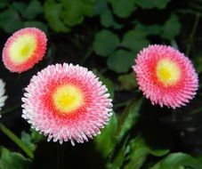 pink aster flowers on a bush