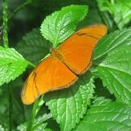 orange butterfly on the green bush