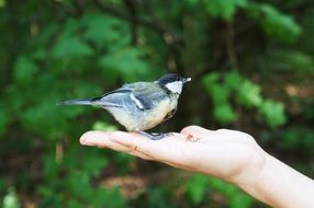 bird on man’s hand in the park