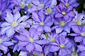 bewitching flowers blossom