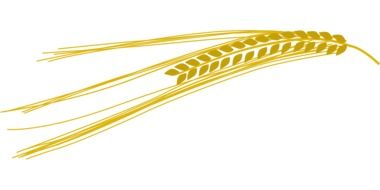 golden wheat spikelet